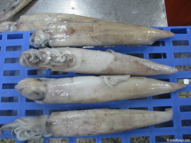 loligo chinensis squid