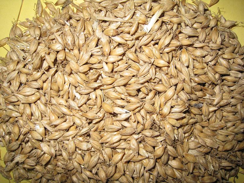 Barley Malt