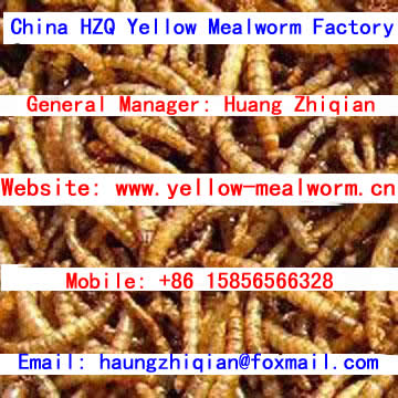 mealworm yellow mealworm, dried mealworm