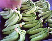 BANANO ORGANICO VARIEDAD CAVENDISH