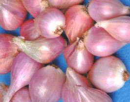 shallot