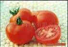 Lycopene