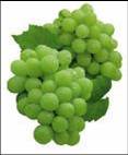 Grape Seed Extract