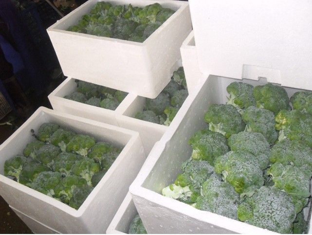 2013 New season china nutrition frozen broccoli 