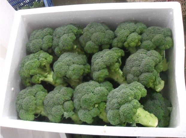 2013 new season organic nutrition frozen broccoli