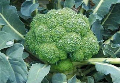 Yuanshou frozen broccoli