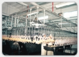 Poultry Processing Line