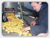 Production Line of Oil Fried Potato Chips and Strips Product Line