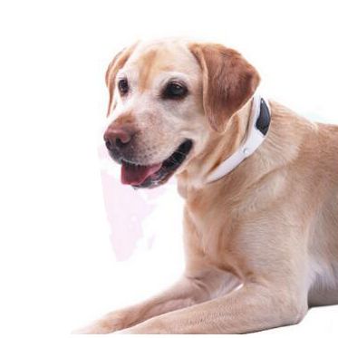 Pet/Dog/Cat GPS tracker pet anti lost collar