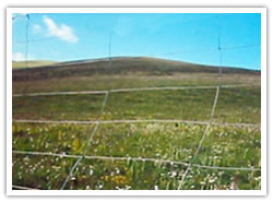 Field Fence