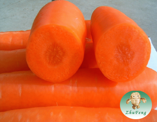 Carrot/Fresh Carrot