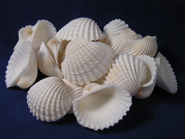 Sea Shells & Shell Crafts