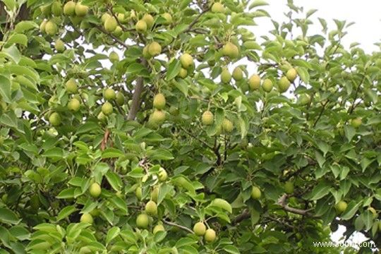 canned pear