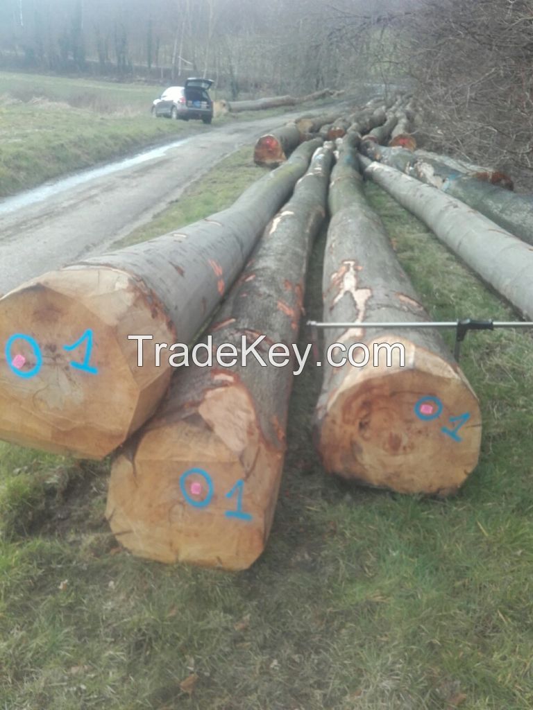 beech logs, red oak logs,