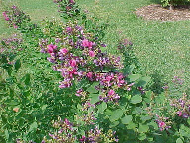 Lespedeza seeds