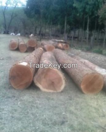 TROPICAL HARDWOODS ON LOGS