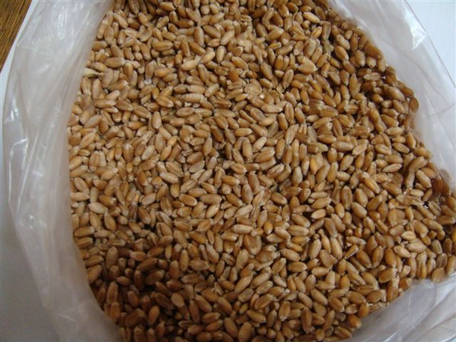 пшеничная мука импортеры, покупатели пшеничная мука, пшеничная мука импортером, купить пшеничную муку,wheat