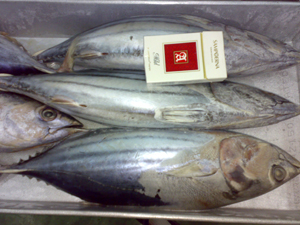 Skipjack Tuna