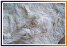 Raw Ginned Cotton