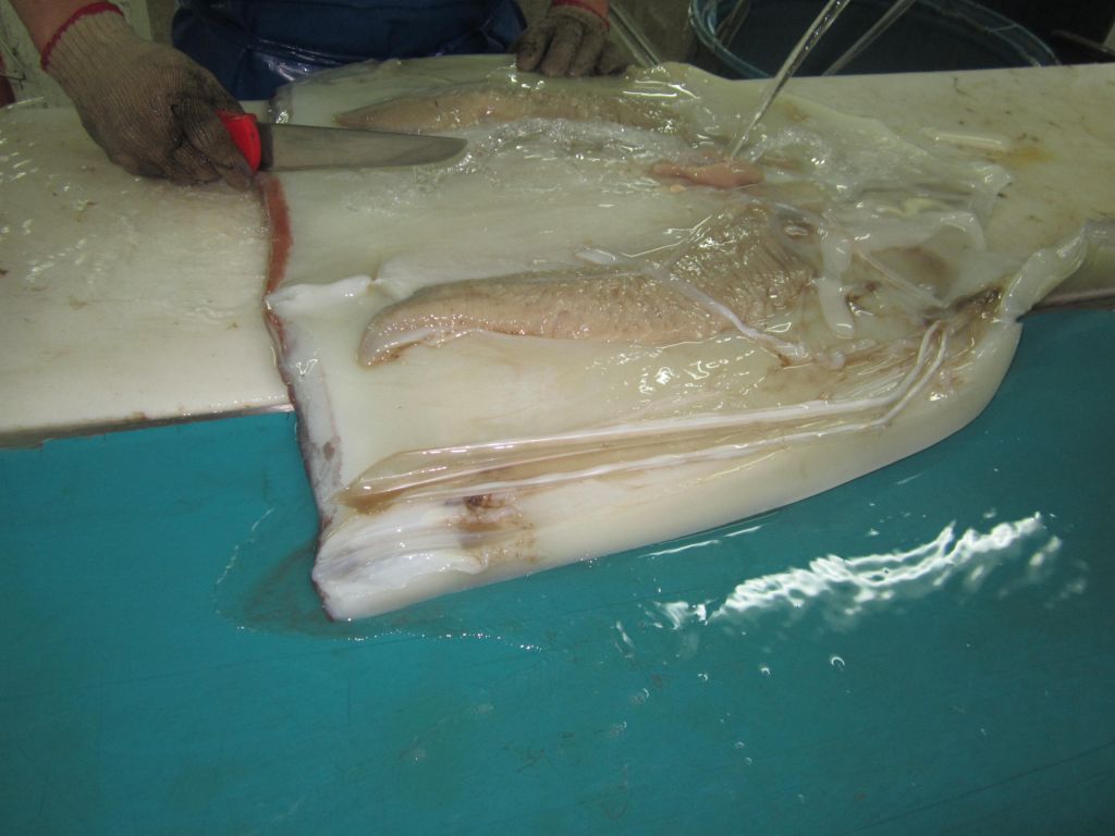 Chile we sell  Giant Squid Fillets 
