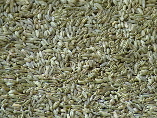 Egyptian Fennel Seeds