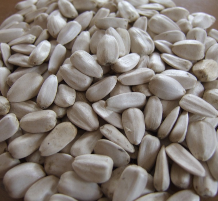 Egyptian White Sunflower Seeds