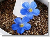 Flax Seed Extract