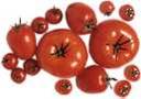 Chinese Tomato paste 245kg!