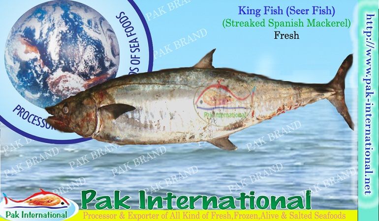 King Fish (Streaked spanish mackerel)