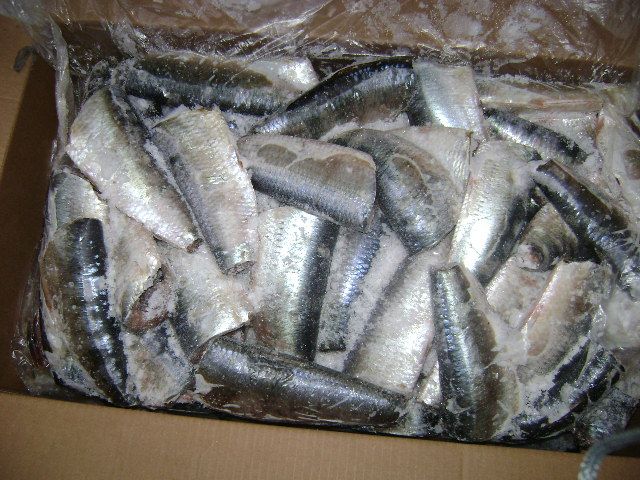 SARDINELLA (SARDINELLA AURITA) WR, HGT. Grey Mullet 1-2 kg WR