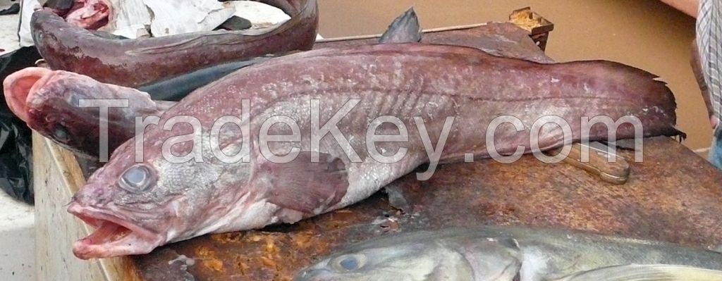 Large quantity of frozen at sea fish