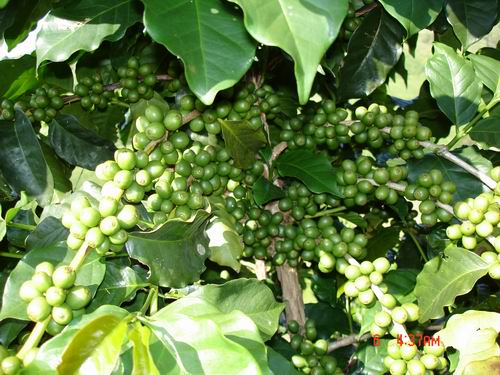 Green Coffee Bean extract