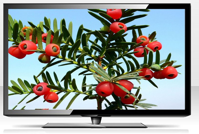 Top Quality Preferential 42 Inch  Flat HD LED Television