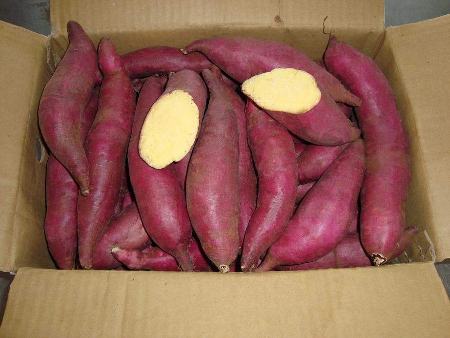 sweet potato from Vietnam