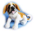 Saint Bernard