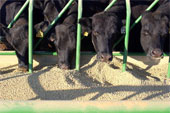 Wheat barn | Wheat barn exporter | Wheat barn importer | Wheat barn supplier | Wheat barn distributor | Wheat barn manufacturer |Animal Feed Supplier | Animal Feed Distributor |Buy Animal Feed Online |Animal Feed Exporter |Animal Feed importer |