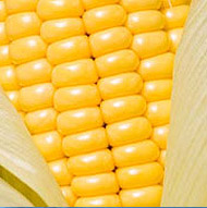 YELLOW CORN @US$220/MT FOB