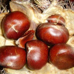 Chestnut