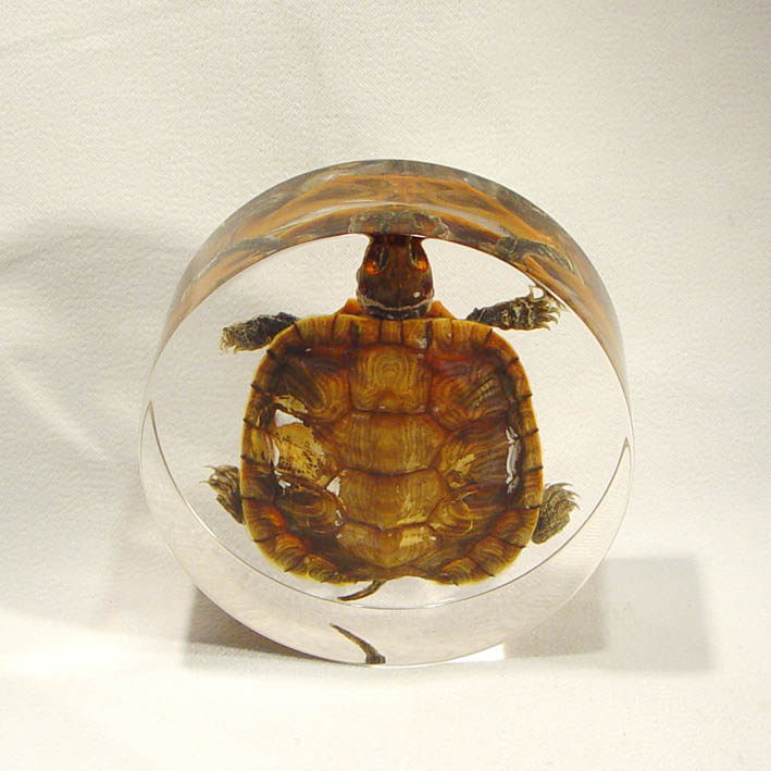 amber of brazilian turtle, insects