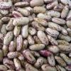 Light speckled kedney beans or light speckled kidney beans round shape