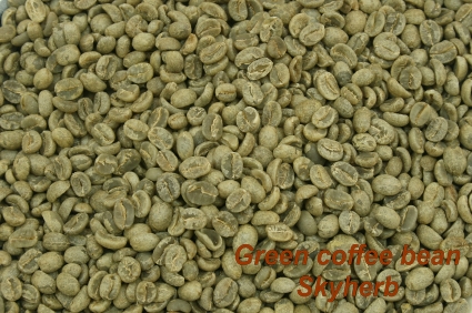 Green coffee bean Extract /Chlorogenic acid