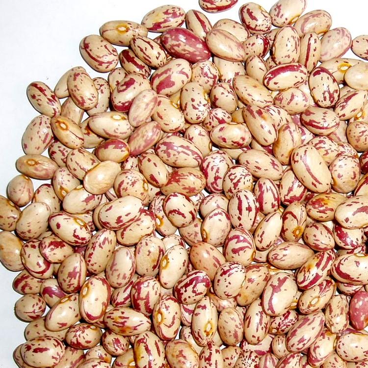 Light Speckled Kidney Beans (Round shape) crop2008