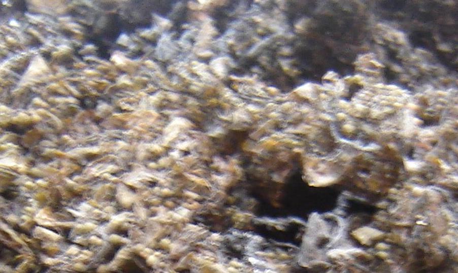 Dried Sargassum (seaweed)