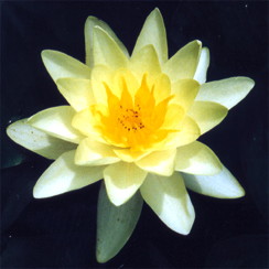 Water Lily