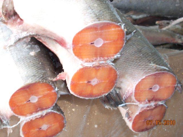 Salmon Fish