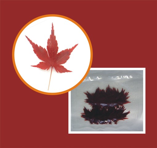 red/green maple leaf &water shield