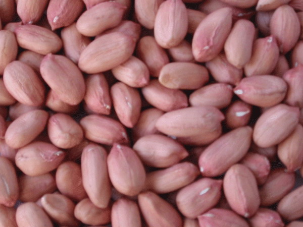 PEANUT KERNELS