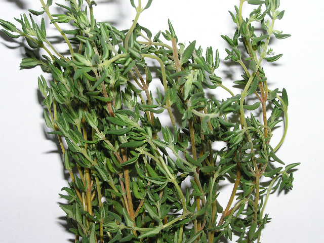 Thyme