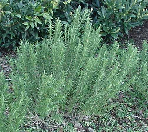 Rosemary