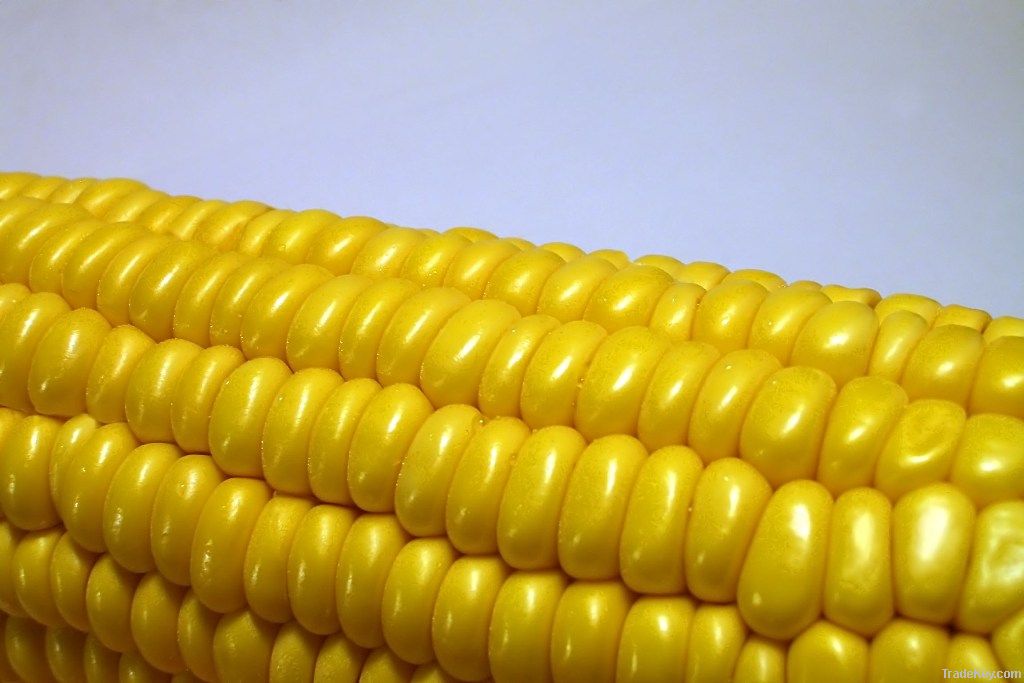 GMO Yellow Corn Grade #2